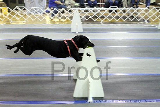 MCRD Unplugged Flyball Tournement<br />March 21st, 2010