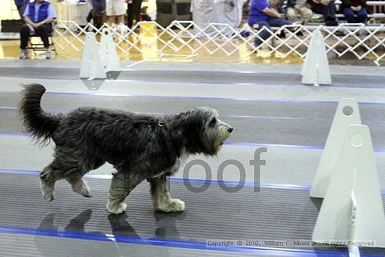 MCRD Unplugged Flyball Tournement<br />March 21st, 2010