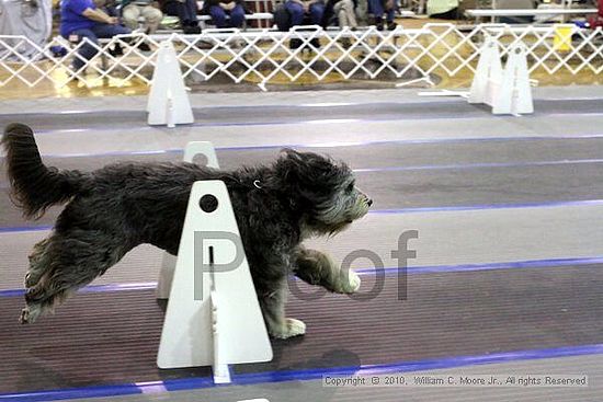 MCRD Unplugged Flyball Tournement<br />March 21st, 2010