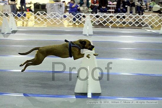 MCRD Unplugged Flyball Tournement<br />March 21st, 2010