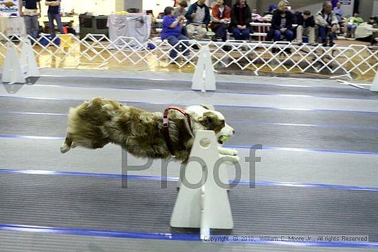 MCRD Unplugged Flyball Tournement<br />March 21st, 2010