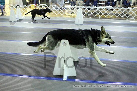 MCRD Unplugged Flyball Tournement<br />March 21st, 2010