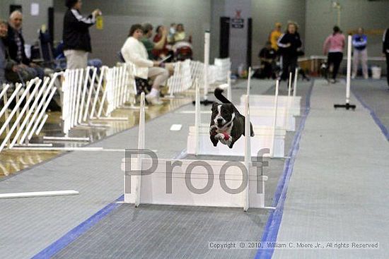 MCRD Unplugged Flyball Tournement<br />March 21st, 2010