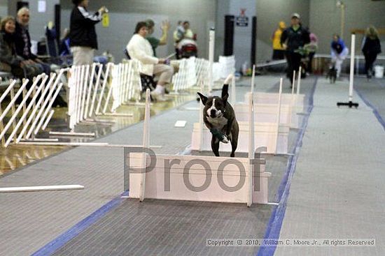 MCRD Unplugged Flyball Tournement<br />March 21st, 2010