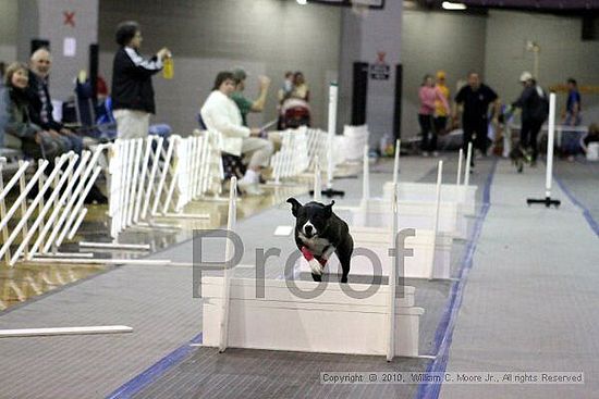 MCRD Unplugged Flyball Tournement<br />March 21st, 2010