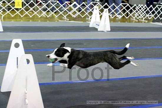 MCRD Unplugged Flyball Tournement<br />March 21st, 2010