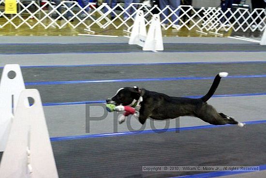 MCRD Unplugged Flyball Tournement<br />March 21st, 2010