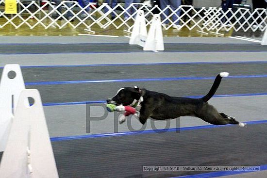 MCRD Unplugged Flyball Tournement<br />March 21st, 2010