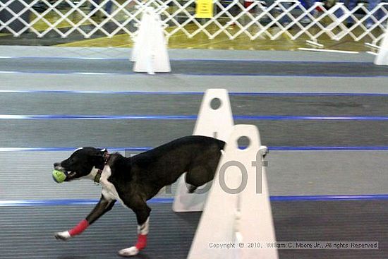 MCRD Unplugged Flyball Tournement<br />March 21st, 2010