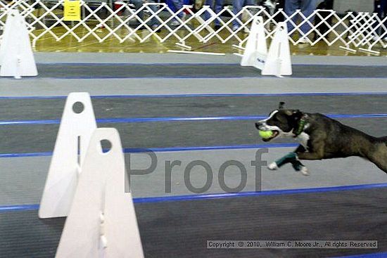 MCRD Unplugged Flyball Tournement<br />March 21st, 2010