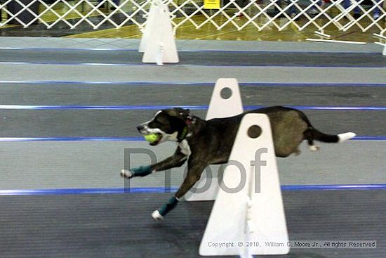 MCRD Unplugged Flyball Tournement<br />March 21st, 2010