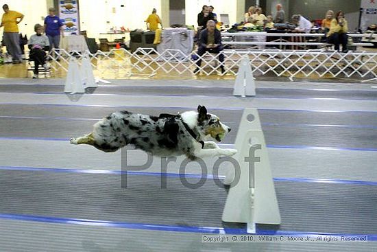 MCRD Unplugged Flyball Tournement<br />March 21st, 2010