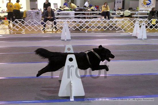 MCRD Unplugged Flyball Tournement<br />March 21st, 2010