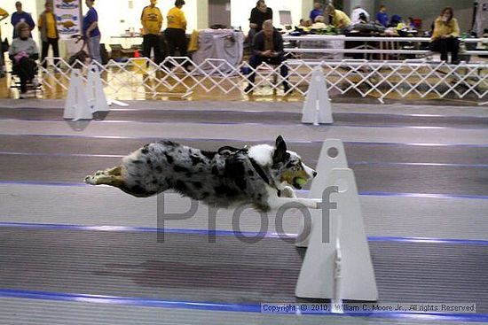 MCRD Unplugged Flyball Tournement<br />March 21st, 2010