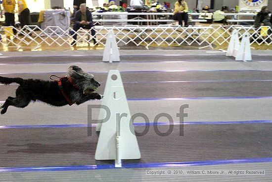 MCRD Unplugged Flyball Tournement<br />March 21st, 2010