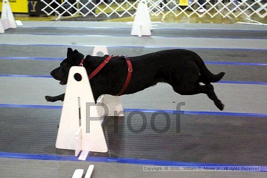 MCRD Unplugged Flyball Tournement<br />March 21st, 2010