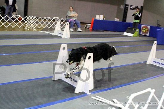 MCRD Unplugged Flyball Tournement<br />March 21st, 2010