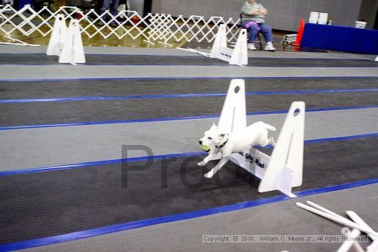 MCRD Unplugged Flyball Tournement<br />March 21st, 2010