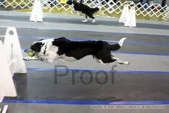 MCRD Unplugged Flyball Tournement<br />March 21st, 2010