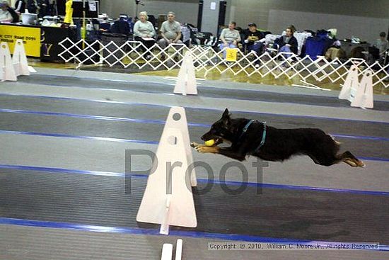 MCRD Unplugged Flyball Tournement<br />March 21st, 2010