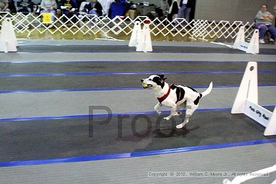 MCRD Unplugged Flyball Tournement<br />March 21st, 2010