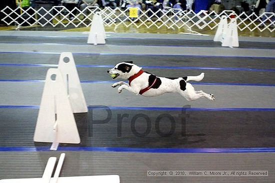 MCRD Unplugged Flyball Tournement<br />March 21st, 2010