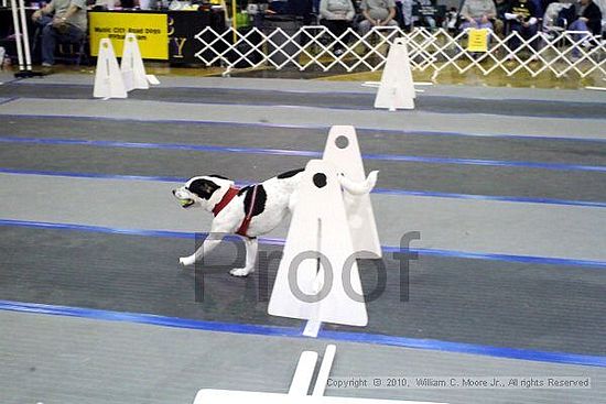 MCRD Unplugged Flyball Tournement<br />March 21st, 2010