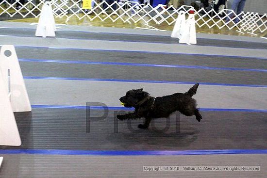 MCRD Unplugged Flyball Tournement<br />March 21st, 2010