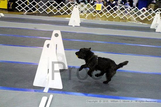 MCRD Unplugged Flyball Tournement<br />March 21st, 2010