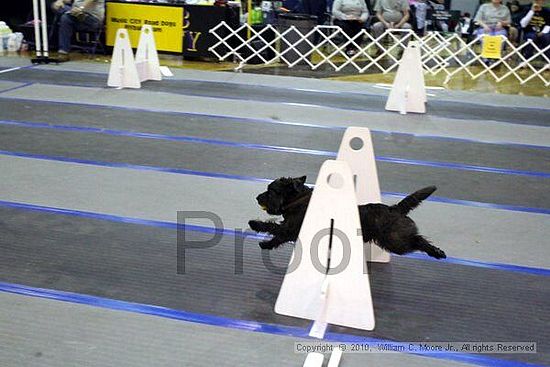 MCRD Unplugged Flyball Tournement<br />March 21st, 2010