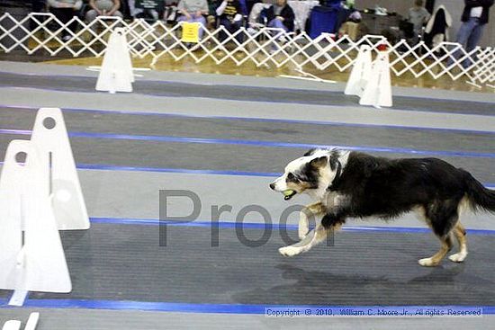 MCRD Unplugged Flyball Tournement<br />March 21st, 2010