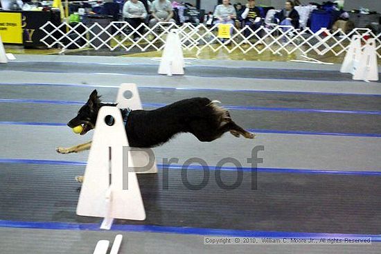 MCRD Unplugged Flyball Tournement<br />March 21st, 2010