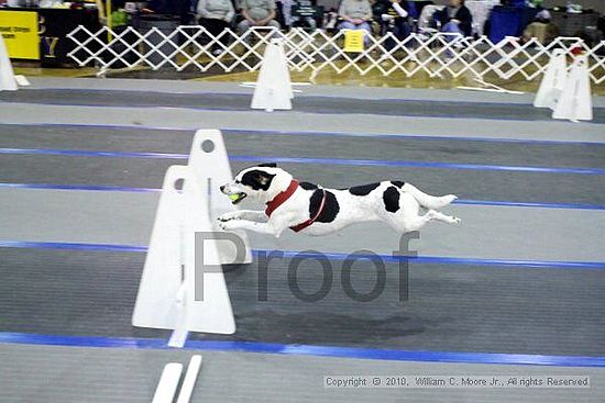 MCRD Unplugged Flyball Tournement<br />March 21st, 2010