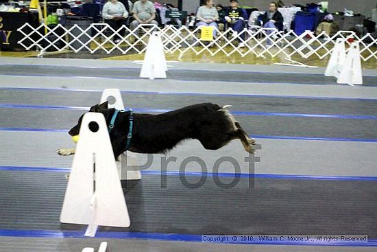 MCRD Unplugged Flyball Tournement<br />March 21st, 2010