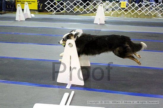 MCRD Unplugged Flyball Tournement<br />March 21st, 2010