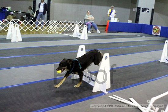 MCRD Unplugged Flyball Tournement<br />March 21st, 2010