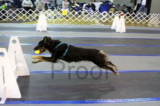 MCRD Unplugged Flyball Tournement<br />March 21st, 2010