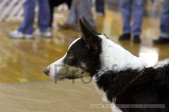 MCRD Unplugged Flyball Tournement<br />March 20th, 2010