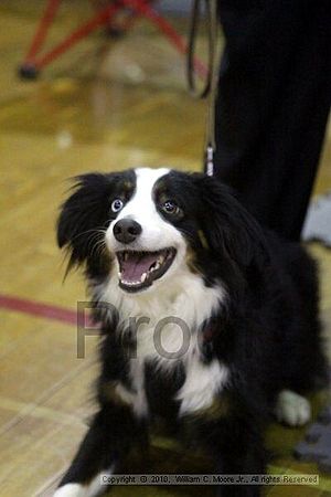 MCRD Unplugged Flyball Tournement<br />March 20th, 2010