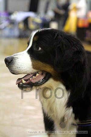 MCRD Unplugged Flyball Tournement<br />March 21st, 2010