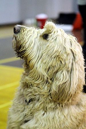 MCRD Unplugged Flyball Tournement<br />March 21st, 2010