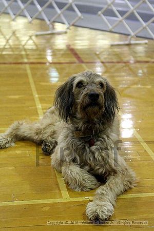 MCRD Unplugged Flyball Tournement<br />March 21st, 2010