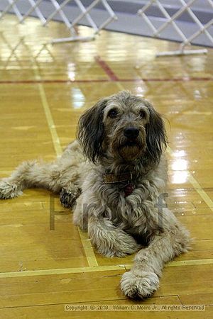 MCRD Unplugged Flyball Tournement<br />March 21st, 2010