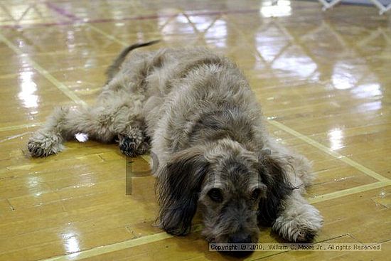 MCRD Unplugged Flyball Tournement<br />March 21st, 2010