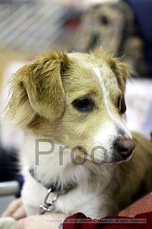 MCRD Unplugged Flyball Tournement<br />March 21st, 2010