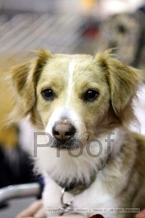 MCRD Unplugged Flyball Tournement<br />March 21st, 2010