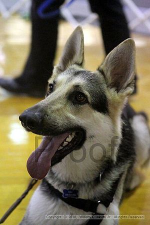 MCRD Unplugged Flyball Tournement<br />March 21st, 2010