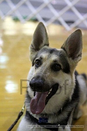 MCRD Unplugged Flyball Tournement<br />March 21st, 2010