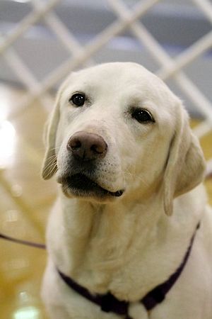 MCRD Unplugged Flyball Tournement<br />March 21st, 2010