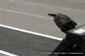 IMG_9282